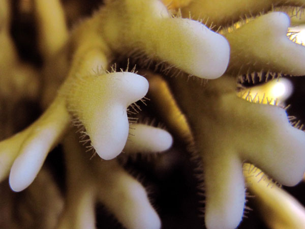 Yellow fire coral with tiny
      poisonous needles