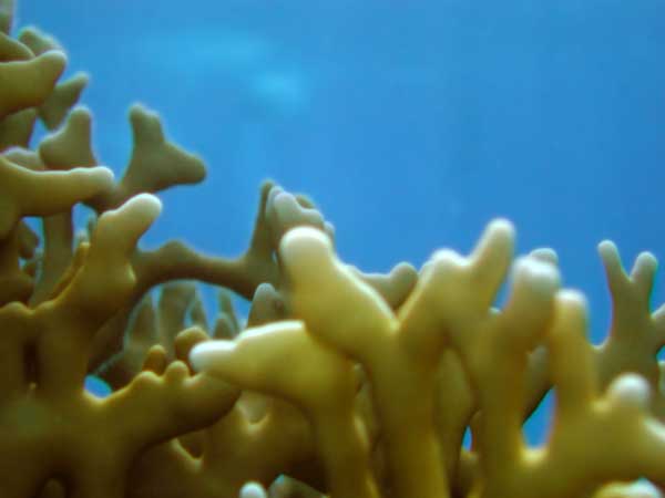 Orange fire coral on the background
      of blue sea deep