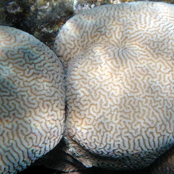 Coral like a sphere with labyrinth pattern 