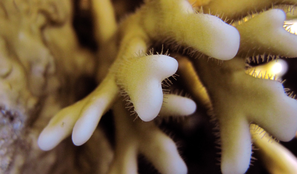 Yellow fire coral with tiny poisonous
      needles