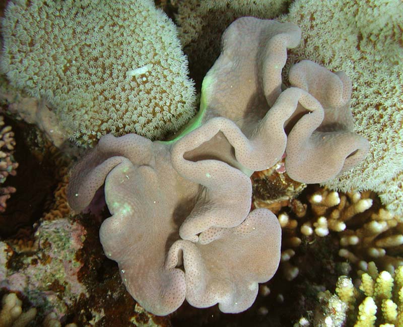 Elastic and looking like a mushroom soft coral Sarcophyton.
    Its neighbour is even more soft (tender) coral.