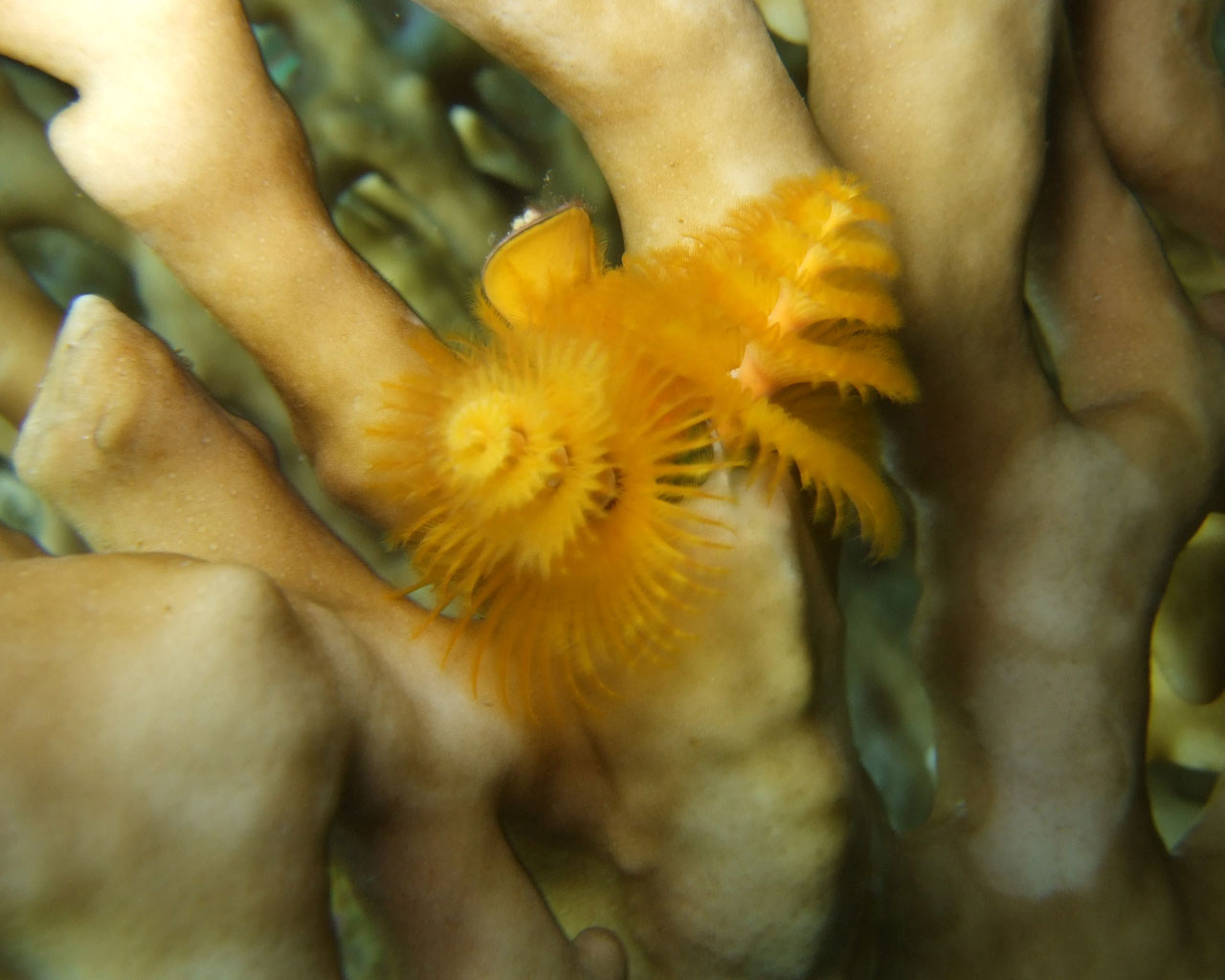 Yellow 'christmas-tree worm' on an orange coral.