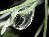 A big drop of rain water
      in fir tree needles