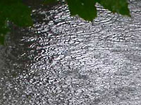 Circules on water surface under
      rain on a forest bog