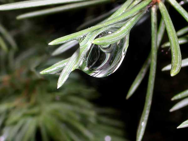 At green background a big rain
      drop hangs on three fir needles