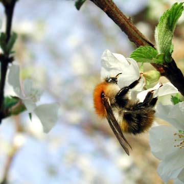 A bumblebee on a white
      flower of a cherry tree