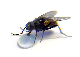 A
      fly drinks water