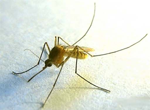 A slim mosquito