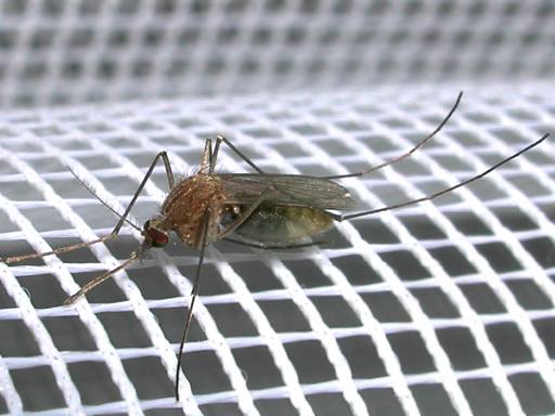 A mosquito
      sits on net of white fabric