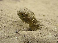 Песчаная ящерица
      Круглоголовка высунула голову из песка