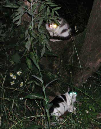 Кошка со светящимися глазами
      на дереве ночью