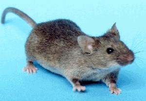 домашняя серая
      мышь