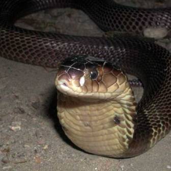 Змея сфотографирована на ночной
      дороге.