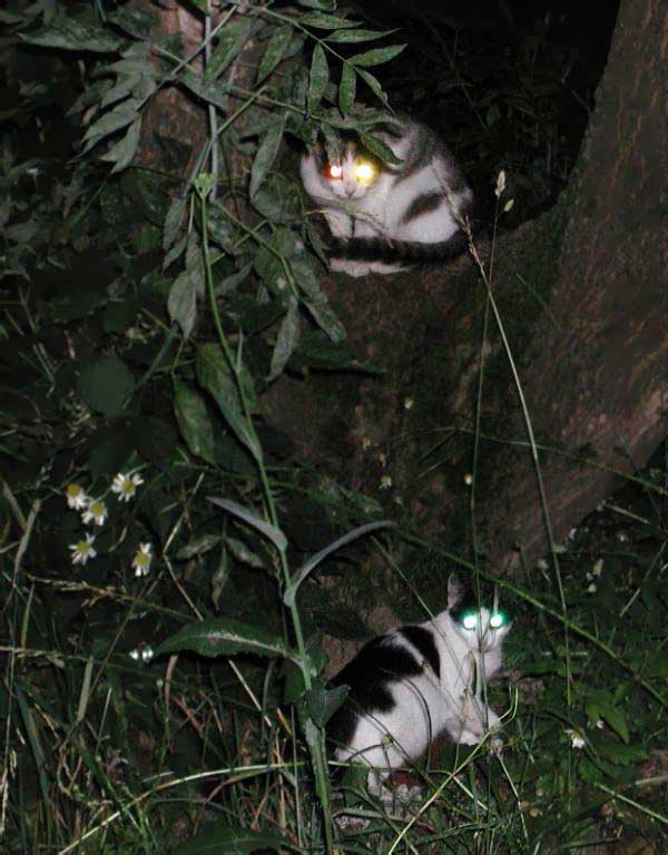 Three cats in night are sitting
      near a tree. They all have got different color of their six eyes.