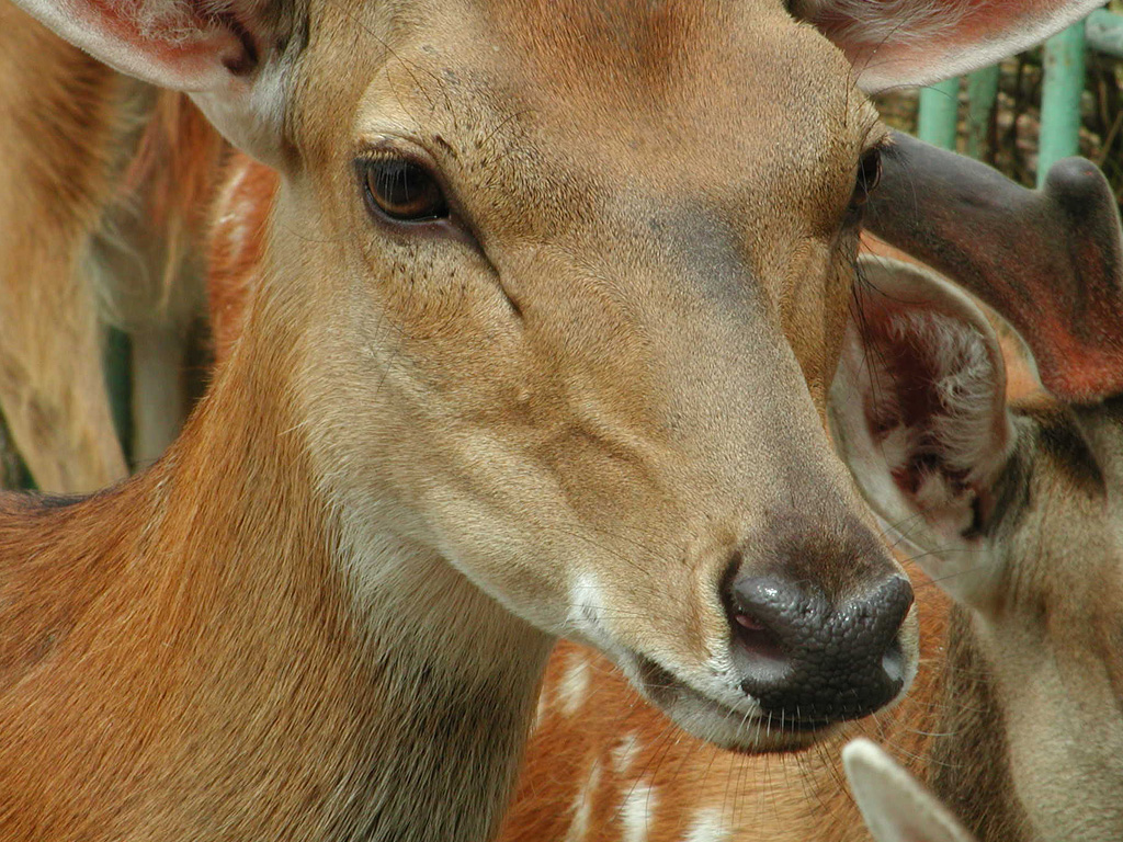 Portrair of a young Deer in zoo