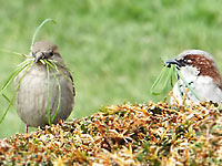 Два воробья, самка
      и самец, сидят на кусте. У обоих в клюве много травинок для гнезда.