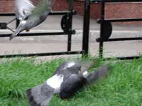 Два голубя взлетают с зелёной
      травы около дома