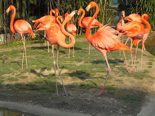 Стройные розовые птицы с длинными
      ногами.