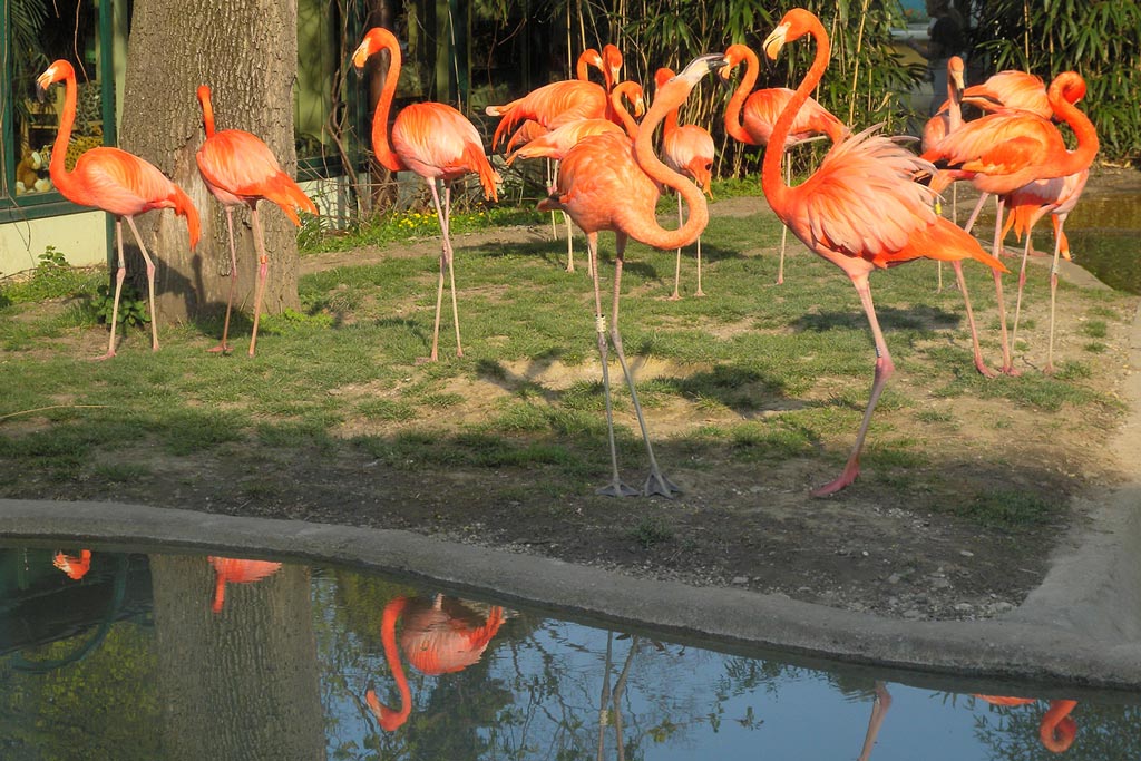 Стройные розовые птицы с длинными
      ногами.