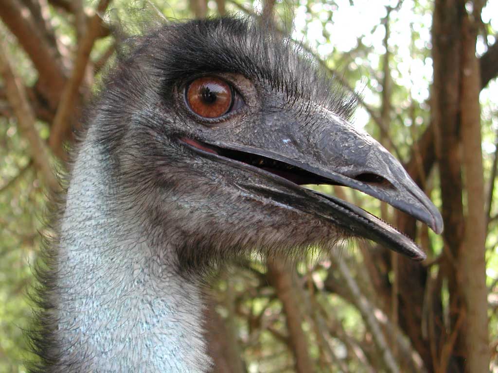 An ostrich portrait. Its clear eye
      reflects three people.