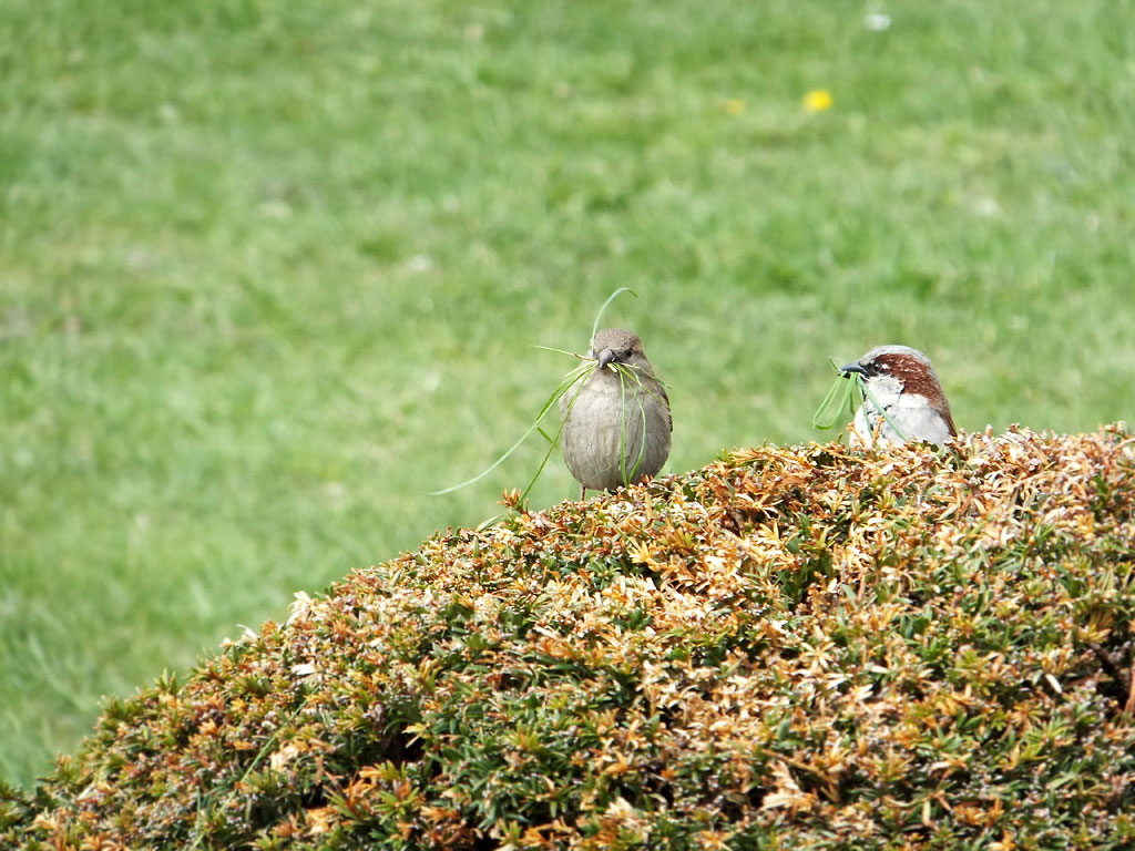 Два воробья, самка и самец,
      сидят на кусте. У обоих в клюве много травинок для гнезда.
