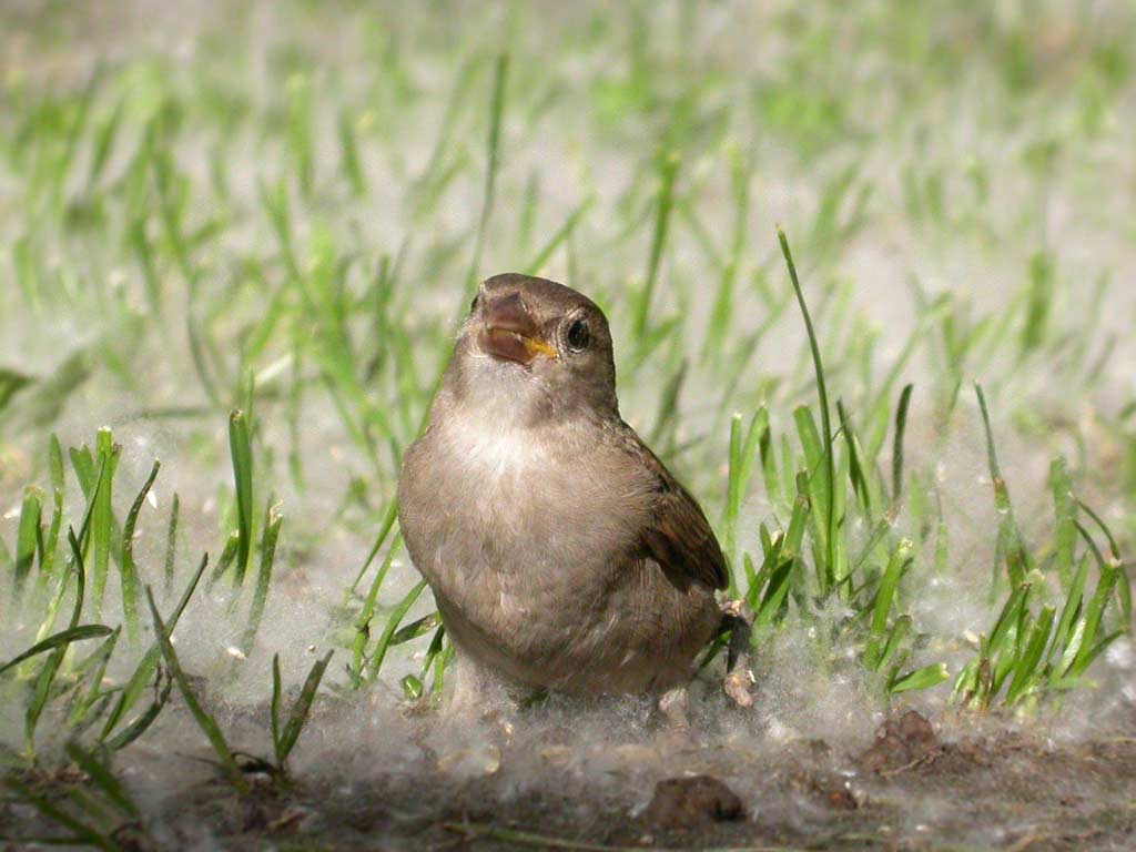 A young sparrow among cotton-like
      poplar fluff.