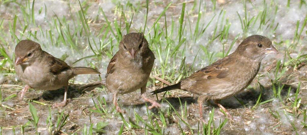 Three sparrows like three
      warriors