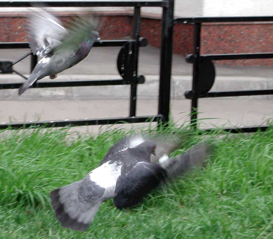 Two pigeons are starting flight