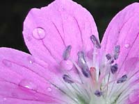Фиолетовый цветок лесной
      герани