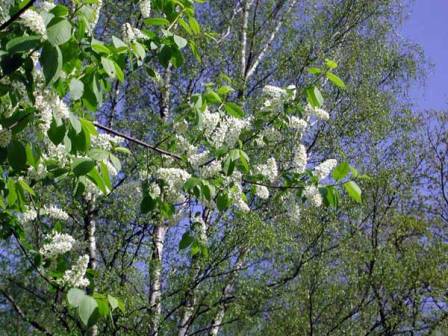 Белые соцветия высокой черёмухи
      на фоне берёз в парке Сокольники