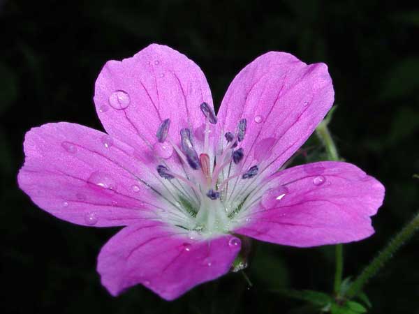 Фиолетовый цветок - герань
      лесная