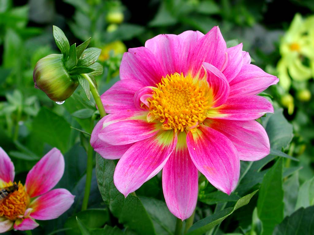 Dahlia - a garden flower of a
      rose color