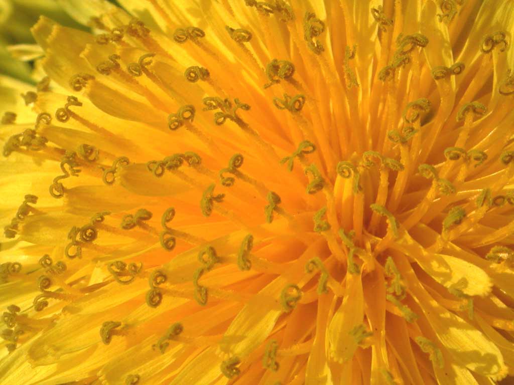 a yellow dandelion flower
      with curled Stamens