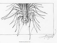 Рисунок домашней
      сколопендры. Author: Adelaide Tyrol