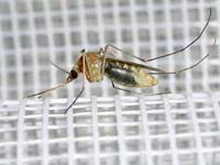 На фото с увеличением
      виден прозрачный живот комара. Видны подробности устройства ног
      и усиков.
