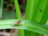 Две мухи на зелёной болотной
      траве