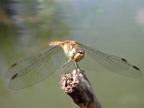 Стрекоза Коромысло с прозрачными
      крыльями сидит на сухой веточке