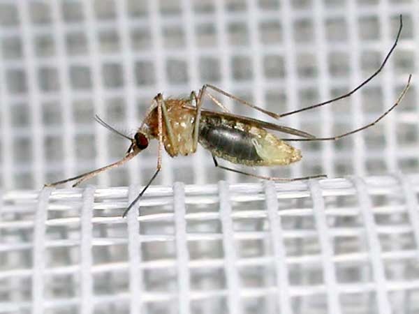 The photo is made by
      Nikon CP880. You see a transparent mosquito's abdomen, fine anatomy
      of legs and antennae.