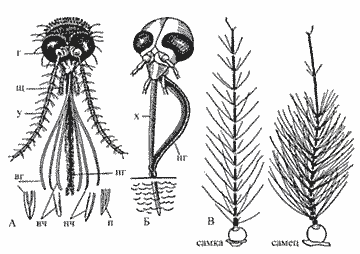 Схема головы и усиков
      самки и самца комара