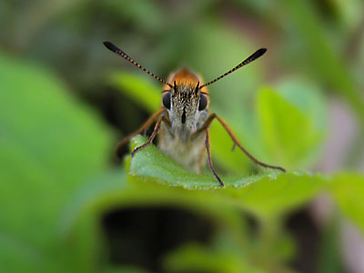 An orange moth with
      stripped antennas on a green leaf