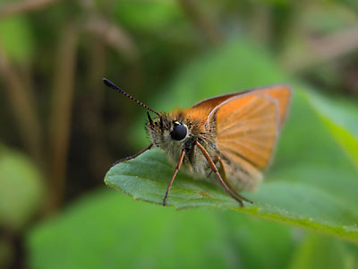 An orange moth with stripped
      antennas on a green leaf