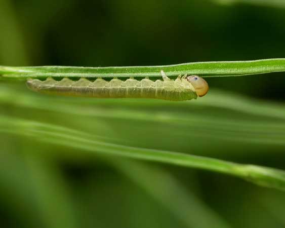 Тонкая зелёная гусеница
      ползёт по тонкой зелёной травинке на фоне зелёной травы