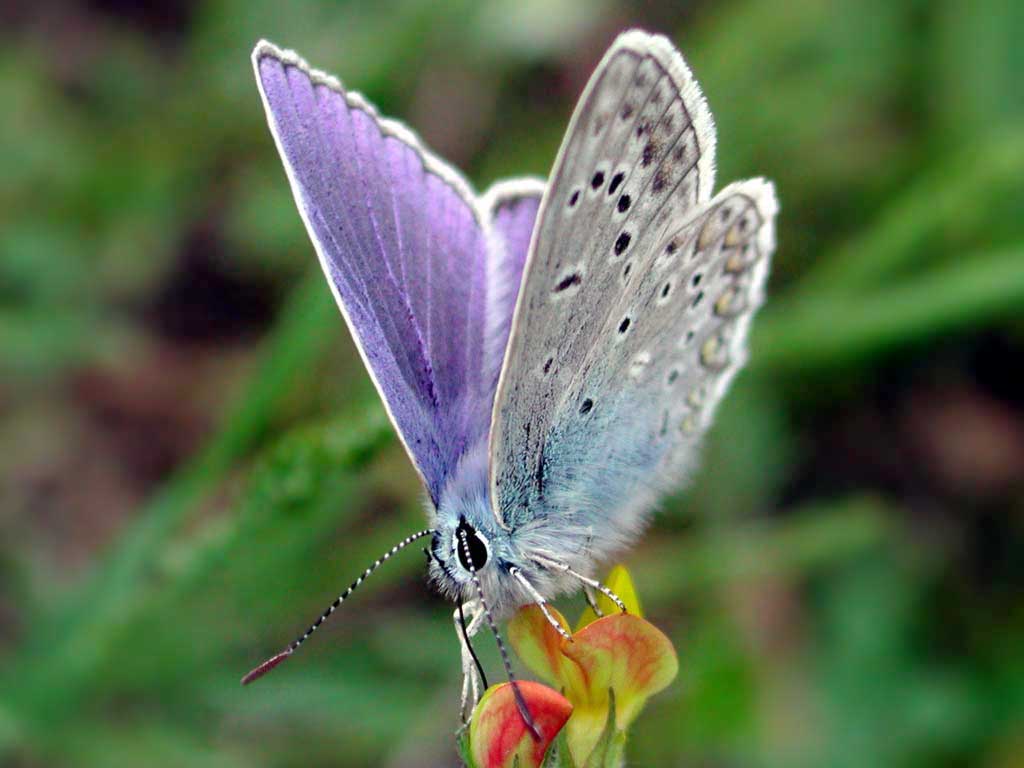 На зелёном фоне редкой травы бабочка
      Голубянка, приоткрыв сиреневые крылья, сидит на жёлтом цветочке.