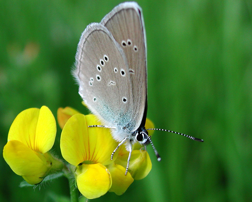 A blue-butterfly sits on a bright
      yellow wood flower on the background of green grass