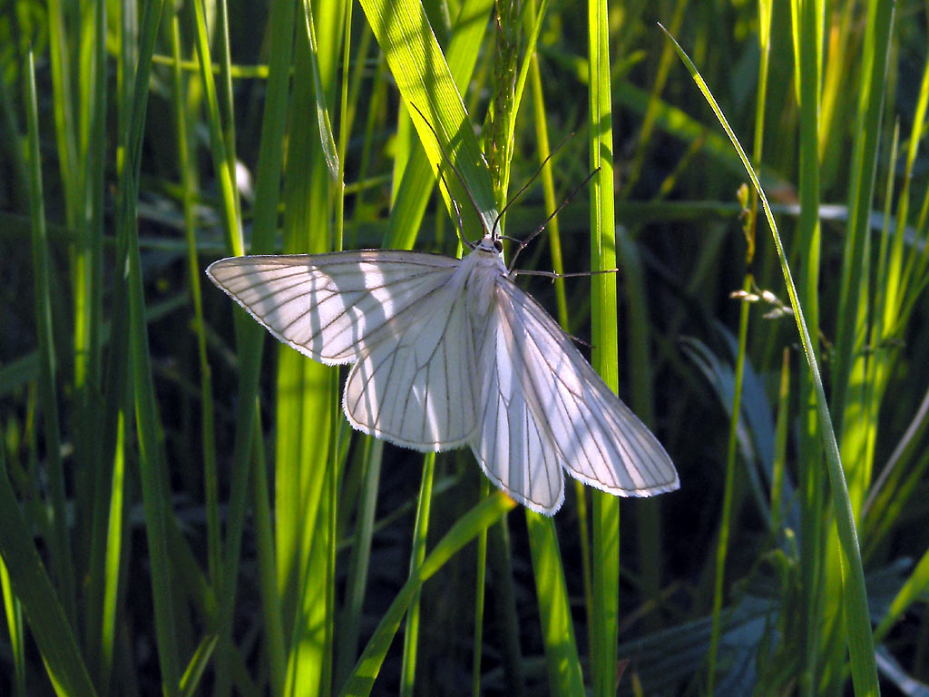 Белая бабочка с прожилками на крыльях