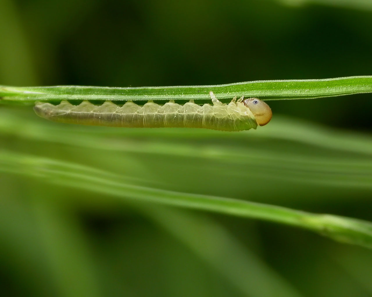 A small slim green caterpillar,
      legs upward, goes along a green branchlet.