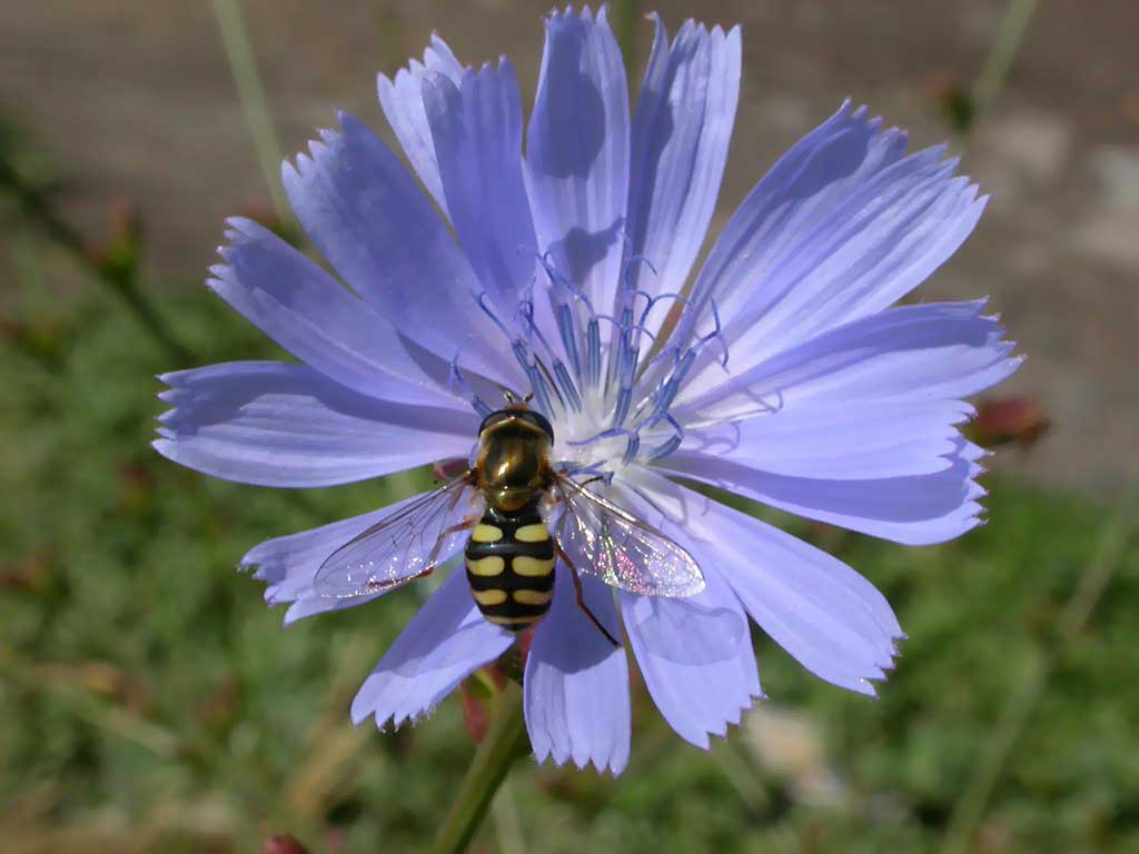A bee-like (Black and yellow) fly
      on a blue flower of Chicory