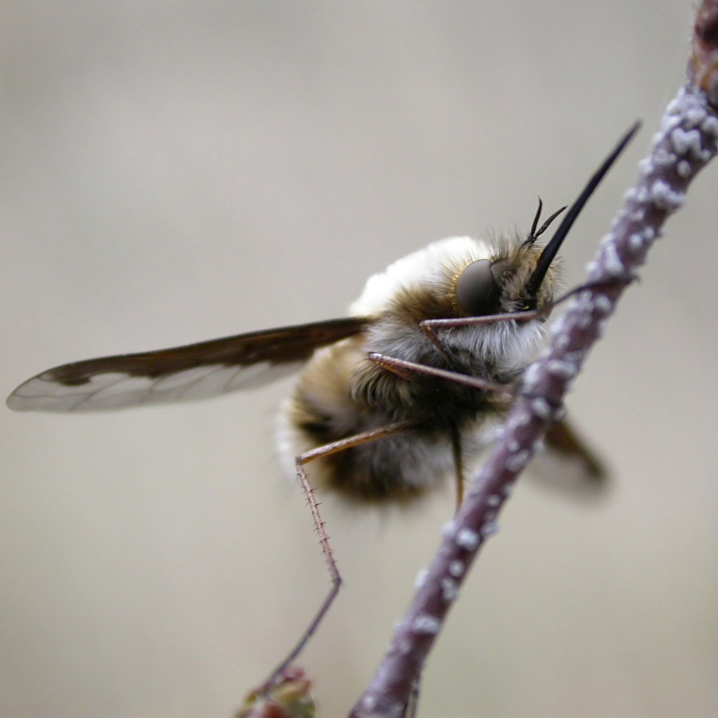 На травинке сидит мохнатое
      двукрылое насекомое, похожее на пчелу. У него острый прямой хоботок.
      Крылья спереди коричневые, сзади прозрачные.