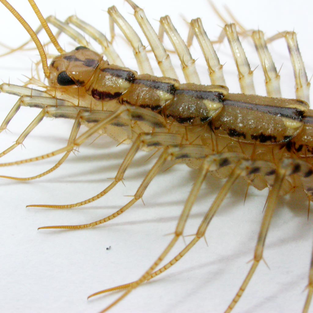 Home-centipede (Scutigera
      Coleoptrata). Sideview. Many legs.