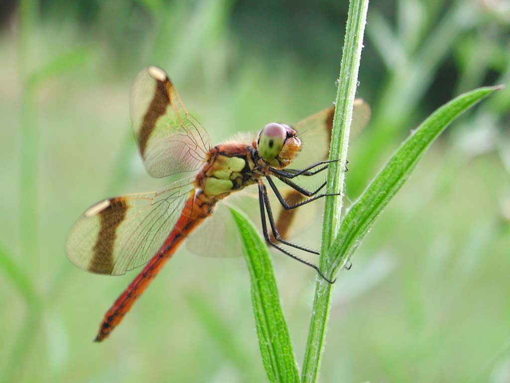 A dragonfly with brown
      stripes on the wings and Reddish tail sits on a green twig